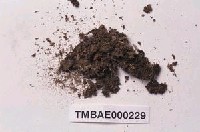 藏品(卷葉濕地苔)的圖片